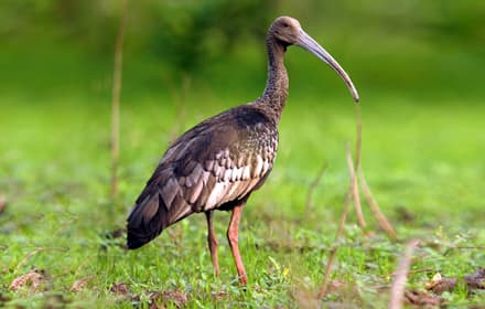 CONSERVATION
